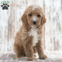 Nick/Mini Labradoodle									Puppy/Male	/9 Weeks,This is Nick. He is a handsome red haired little guy looking for a fur-ever home! He’d love to be your best friend! Family raised, up to date on shots and dewormer, and comes with a 1 year genetic health guarantee. He’s socialized with our children, who help care for the puppies!! He comes with a small bag of food, blanket, toy and a collar. Give us a call today! We’re open Monday-Saturday 8-8 and closed on Sundays. Sunday messages will be returned on Monday. Country Echo Pets,  Raymond Lapp Sunbury Pa 17801 Pa License #17927