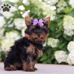 Lola/Yorkie									Puppy/Female	/11 Weeks,Hi, my name is Lola! I’m an adorable ACA Registered Yorkshire Terrier with a playful personality and a heart full of love. I enjoy spending my days exploring, playing with my favorite toys, and snuggling up for plenty of cuddles. My small size and affectionate nature make me a wonderful companion, whether you’re looking for a loyal best friend or a loving addition to your family.