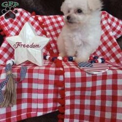 Callie/Bichon Frise									Puppy/Female	/May 13th, 2026,Callie is a wee tiny baby girl of 1.1 lbs doesn’t seem to know she is the smallest! She is a very adventurous and inquisitive playful little cuddle bug. She is started on her puppy pad training and is eating very well! Callie had her 6 wk check up at the vet, where she also got her vaccinations and her health certificate. She will have her 1 yr. health guarantee, a sample bag of food, some puppy pads and her birth certificate with her when she goes to her forever home. I have transportation options available. Callie would love to meet you and give you lots of sweet puppy kisses!