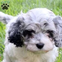 Sprinkles/Cockapoo									Puppy/Female	/May 29th, 2026,Say hello to Sprinkles, a bubbly Cockapoo puppy who is just as sweet as her name! Raised in a family with children, she is well-socialized, friendly, and affectionate. Sprinkles is vet-checked, up to date on vaccinations & dewormer, plus the breeder provides a 1-year genetic health guarantee. If you are looking for a happy, loving companion to complete your family, Sprinkles may be the one for you!