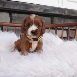 Bessie/Cavapoo									Puppy/Female	/7 Weeks,hey i am Bessie , i am bashful , and a wee it shy but don’t worry i warm up pretty quickly with a little time and once i get to know you 