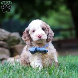 Oakley/Cockapoo									Puppy/Male	/9 Weeks,Hi, my name is Oakley, and I’m an absolutely adorable Cockapoo puppy with a sweet personality and a heart full of love! I’m playful, affectionate, and always ready to brighten your day with my happy spirit. I love exploring new places, playing with my favorite toys, and spending time with the people I love most. After a fun-filled day of adventures, my favorite place is right by your side, soaking up cuddles and attention. With my soft, fluffy coat, expressive eyes, and irresistible Cockapoo charm, I’m sure to capture your heart from the moment we meet. I’m intelligent, eager to please, and ready to become a loyal companion who will fill your home with love, laughter, and unforgettable memories.