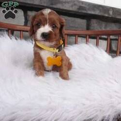 Bessie/Cavapoo									Puppy/Female	/7 Weeks,hey i am Bessie , i am bashful , and a wee it shy but don’t worry i warm up pretty quickly with a little time and once i get to know you 