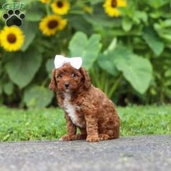 Dolly/Miniature Poodle									Puppy/Female	/7 Weeks,Meet Dolly, an absolutely adorable AKC Mini Poodle puppy with a playful personality and a heart full of love! This sweet little girl loves exploring new places, playing with her favorite toys, and making new friends wherever she goes. Whether she’s enjoying a fun adventure or snuggling up for cuddle time, she’s happiest by your side. With her soft, curly coat, bright eyes, and affectionate nature, she’s sure to steal your heart from the very first moment you meet her. Ready to bring endless love, laughter, and companionship, this precious little pup can’t wait to become a cherished member of her forever family!