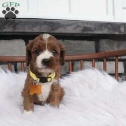 Bessie/Cavapoo									Puppy/Female	/7 Weeks,hey i am Bessie , i am bashful , and a wee it shy but don’t worry i warm up pretty quickly with a little time and once i get to know you 