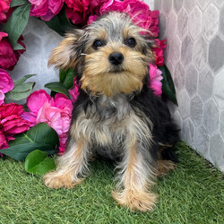 Adopt a dog:Acorn/Yorkshire Terrier/Female/April 28, 2026,Hi, I'm Acorn! I'm a 15-week-old male Yorkshire Terrier with a beautiful black & tan coat, born on April 28. I am ready now to plan my trip to my forever family. Once I reach my adult size, I'm expected to weigh between 4–10 lbs. I'm AKC registered. I'm looking forward to all our future cuddles and adventures.