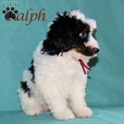Ralph/Mini Bernedoodle									Puppy/Male	/May 22nd, 2026,Male Mini Bernedoodle puppy that is family raised and well socialized.  Both parnets are genetic health tested.   