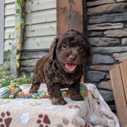 Coco/Cavapoo									Puppy/Female	/8 Weeks,Hello! My name is Coco,, I’m a sweet,outgoing and playful puppy who is looking for my furever home and will make you a great furever companion. 