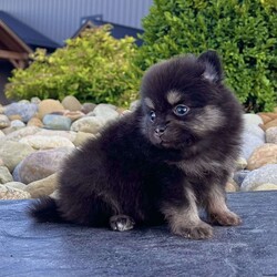 Shadow/Pomeranian									Puppy/Male	/5 Weeks, Pssst… looking for a tiny best friend? I’m Shadow! I may be tiny, but I have enough personality to fill the whole house! I’m a purebred AKC registered teacup Pomeranian boy born on 7/2/26, with beautiful black & tan coloring, the sweetest teddy bear face, and a thick fluffy coat that makes me look like a tiny stuffed animal. My favorite size? Carry-me-everywhere size! I’m the kind of little companion who can tag along on your adventures, curl up in your lap, and be right beside you for all the everyday moments in between. I’m being family raised and well socialized, so I get plenty of attention and love. And you’ll know when I’m happy—which is pretty much all the time—because my little tail just keeps going! Before I head off to my new home, I’ll be: AKC Registered Vet Checked Up to date on shots & dewormings Microchipped Covered by a Health Guarantee Family raised & well socialized Think I’m cute in my picture? Wait until you see my video! Distance doesn’t have to keep us apart! Delivery is available right to your door for almost anywhere in the USA. Call or text today and ask about Shadow! Tiny enough to carry along. Sweet enough to never want to leave home without me.