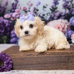 Ava/Cavachon									Puppy/Female	/8 Weeks,Meet sweet little Ava! A cute & cuddly little Cavachon puppy that is playful & sweet & will be sure to fill your heart & home with lots of love! Born on June 27 Ava is the daughter of Kate, an 11 lb Bichon Frise, and Mario an 11 lb Ruby Cavalier. Based on her parents’ size we expect Ava to mature to approx 11 lbs. when fully grown. Ava has been vet checked, is up to date on all vaccines & dewormers, & is ready to join her forever family on Aug 22 or anytime after. She will come home with a small bag of food, paperwork & a few essentials to make the transition to her new home as smooth as possible.