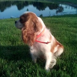 Andy/Cavapoo									Puppy/Male	/7 Weeks,Meet Andy; I’m a energetic Cavapoo puppy waiting to give you puppy kisses, I am up to date on all wormers and vaccines, if interested in getting to know me more. Call or text the breeder.