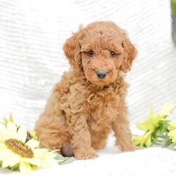 Levi F1BB/Mini Goldendoodle									Puppy/Male	/8 Weeks,Meet our adorable and cuddly Mini Golden Doodles! They are well loved by my family and get lots of dedicated attention daily! 