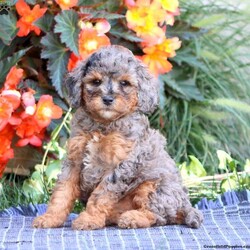 Sugar/Miniature Poodle									Puppy/Female	/9 Weeks,Meet Sugar! This beautiful Mini Poodle puppy is vet checked & up to date on shots & wormer, plus comes with a health guarantee provided by the breeder! Sugar is well socialized & can’t wait to join in on all the fun at your place!