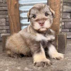 Adopt a dog:Maverick/Miniature Schnauzer/Female/,Hi, I'm Maverick! I'm a 4-week-old male Miniature Schnauzer with a beautiful liver & tan coat, born on July 25. I'll be ready to go home to my forever family after September 19, once I'm grown enough to leave my litter. When I reach my adult size, I should weigh between 12–18 lbs. I'm APRI registered. I'm all set to fill your home with laughter and paw-some moments.