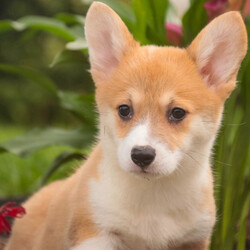 Adopt a dog:Mary/Pembroke Welsh Corgi/Female/,Hi, I'm Mary! I'm a 10-week-old female Pembroke Welsh Corgi with a beautiful red coat, born on June 14. I am ready now to plan my trip to my forever family. Once I reach my adult size, I'm expected to weigh between 15–33 lbs. I'm AKC registered. I can't wait to make every moment with you a special memory.