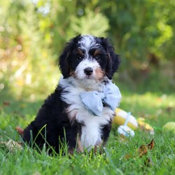 Slinky/Mini Bernedoodle									Puppy/Male	/8 Weeks,Hi, my name is Slinky! I’m an adorable F1 Mini Bernedoodle with a sweet personality, a playful spirit, and so much love to give! I’m the kind of puppy who loves being around people and making every day a little more fun. Whether I’m happily exploring my surroundings, bouncing around during playtime, or curling up for some cozy cuddles, I’m always ready to be part of the action!