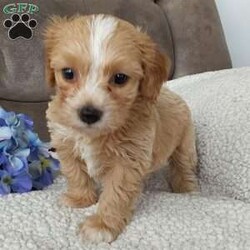 Captain/Toy Poodle Mix									Puppy/Male	/6 Weeks,Meet sweet lil Captain! Family raised well socialized with children and adults caring heart who will always be there comforting you with lots of love! We have 3 children so our fur-babies get lots of attention! Call Susan to schedule a visit im a at home mom so im pretty available! You would get along vet certificate, microchip numbers, health records, warranty that’s good for up to 1 year and a lil baggy food!! 