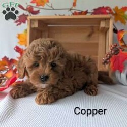 Copper/Shih-Poo									Puppy/Male	/9 Weeks,Copper is the sweetest little Shih-poo! Copper is very well socialized and playful! He is such a fluffy an cuddly puppy! He is vet checked and mirco-chipped and up to date on shots and dewormer! For more information on little sweetheart call Katie today! 