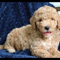 Juno/Mini Goldendoodle									Puppy/Male	/8 Weeks,Juno is an adorable mini Goldendoodle who is looking for his forever home. He has a laid back, friendly personality and seldom barks. He is played with daily by my young children and is very loved. Juno does great with going potty outside. He is vet checked, vaccinated, dewormed, and comes with a one year genetic health guarantee. To meet sweet Juno call or text Casondra, I would love to meet you.