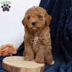 Juno/Mini Goldendoodle									Puppy/Male	/8 Weeks,Juno is an adorable mini Goldendoodle who is looking for his forever home. He has a laid back, friendly personality and seldom barks. He is played with daily by my young children and is very loved. Juno does great with going potty outside. He is vet checked, vaccinated, dewormed, and comes with a one year genetic health guarantee. To meet sweet Juno call or text Casondra, I would love to meet you.