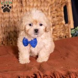Storm/Teddy Bear									Puppy/Male	/9 Weeks,Meet Storm, a precious little bundle of warmth ready to light up your life! If you are looking for an adorable 