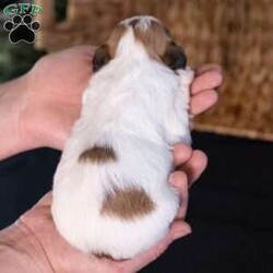 Seth/Teddy Bear									Puppy/Male	/9 Weeks,Introducing Seth, a captivating little sweetheart with markings that are almost too cute to be real! If you are searching for high-quality 