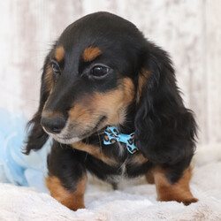 Adopt a dog:Graham/Dachshund/Female/,Hi, I'm Graham! I'm a 13-week-old male Dachshund with a beautiful black & tan coat, born on June 4. I am ready now to plan my trip to my forever family. I'm ACA registered. I'm the kind of friend who will always be there—especially during snack time.