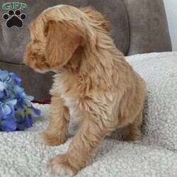 Captain/Toy Poodle Mix									Puppy/Male	/6 Weeks,Meet sweet lil Captain! Family raised well socialized with children and adults caring heart who will always be there comforting you with lots of love! We have 3 children so our fur-babies get lots of attention! Call Susan to schedule a visit im a at home mom so im pretty available! You would get along vet certificate, microchip numbers, health records, warranty that’s good for up to 1 year and a lil baggy food!! 