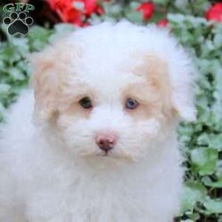 Jeffrey/Toy Poodle									Puppy/Male	/June 12th, 2026,Meet Jeffrey! This affectionate Toy Poodle puppy is vet checked & up to date on shots & wormer. He is registered with the AKC, plus comes with a health guarantee provided by the breeder! Jeffrey is well socialized & currently being family raised!