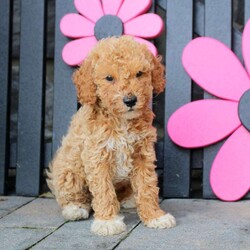 Kai/Mini Goldendoodle									Puppy/Male	/11 Weeks,Kai is a precious Miniature Goldendoodle puppy who is socialized, family raised with children, and ready to meet you! This cutie-pie has been checked out by a vet and is up to date on shots and de-wormer. The breeder will also be providing a 30 day health guarantee when Kai heads home with his forever family.