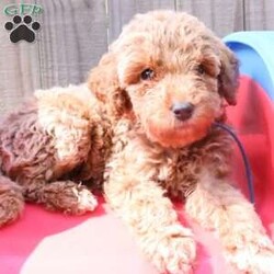 Koda/Mini Labradoodle									Puppy/Male	/8 Weeks,The pups are f1bb mini labradoodles so will have curly hair. Perfect if you have allergies or just hate shedding.They will be about 20-25lbs. Pups come with first vet visit, first shots, and a health guarantee. Pups are ready to go home Sept 8. Please let me know if you have any questions at all. Travel fee depends on your location. 