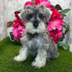 Adopt a dog:Memphis/Miniature Schnauzer/Female/,Hi, I'm Memphis! I'm a 15-week-old male Miniature Schnauzer with a beautiful salt & pepper coat, born on May 22. I am ready now to plan my trip to my forever family. Once I reach my adult size, I'm expected to weigh between 12–18 lbs. I'm AKC registered. I'm a cuddle expert and a professional tail-wagger.