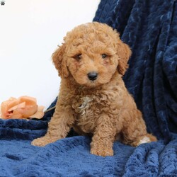 Juno/Mini Goldendoodle									Puppy/Male	/8 Weeks,Juno is an adorable mini Goldendoodle who is looking for his forever home. He has a laid back, friendly personality and seldom barks. He is played with daily by my young children and is very loved. Juno does great with going potty outside. He is vet checked, vaccinated, dewormed, and comes with a one year genetic health guarantee. To meet sweet Juno call or text Casondra, I would love to meet you.