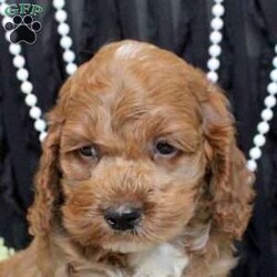 Wade/Cockapoo									Puppy/Male	/11 Weeks,Wade is a smart Cockapoo puppy who loves to have fun! This playful little guy has a gentle disposition and is sweet as can be! He is socialized and being raised by a family with children, preparing to be the best sidekick! Wade comes home microchipped and with a 30 day health guarantee plus an extended genetic health guarantee, both provided by the breeder. This sweetie has been seen by a vet and is up to date on shots and de-wormer. Wade is ready to meet you!