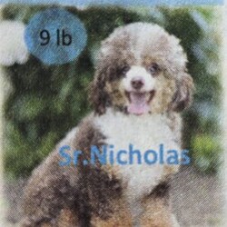 Jeffrey/Toy Poodle									Puppy/Male	/June 12th, 2026,Meet Jeffrey! This affectionate Toy Poodle puppy is vet checked & up to date on shots & wormer. He is registered with the AKC, plus comes with a health guarantee provided by the breeder! Jeffrey is well socialized & currently being family raised!