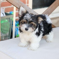 Cooper/Yorkie									Puppy/Male	/July 8th, 2026,Cooper is one of four in his litter, her approximate adult weight is 4 to 5 pounds.