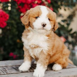 Rose/Mini Bernedoodle									Puppy/Female	/8 Weeks,Meet Rose! She is a beautiful, loving and darling Mini Bernedoodle. Rose is family raised with lots of love and well socialized with children. She will be vet checked and up to date with her vaccines. The mother’s name is Marcie, she is a Standard Bernedoodle. The father’s name is Taco, he is a Mini Bernedoodle that weighs 40lbs. Rose will make a playful family pet and loyal companion. Call us today to adopt her!