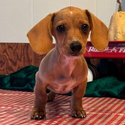 Adopt a dog:Evelyn/Dachshund/Female/,Hi, I'm Evelyn! I'm a 13-week-old female Dachshund with a beautiful fawn coat, born on June 17. I am ready now to plan my trip to my forever family. I'm CKC registered. I will bring unconditional love and joy to your life.