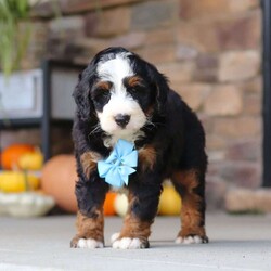 Ben/Mini Bernedoodle									Puppy/Male	/8 Weeks,Ben is a super sweet and friendly Mini Bernedoodle who is hard not to get attached to. He has a fun, playful personality and loves spending time with people. He enjoys exploring, playing, and getting plenty of attention, but he also has a gentle side and is always happy to settle down for some cuddles. Spend a little time with him and you’ll quickly see what a lovable little guy he is.
