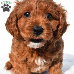 Bella/Cavapoo									Puppy/Female	/7 Weeks,Meet Bella, she will melt your heart with her cuteness, super sweet loving temperament and personality. 