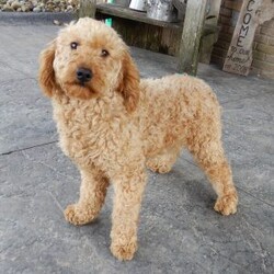 Louie/Mini Goldendoodle									Puppy/Male	/8 Weeks,Hi there!! My name is Louie and I would love to come home with you. I am sure with one look into my warm, sweet eyes and I’ll be sure I will have captured your heart already! I am very happy, playful and very kid friendly! I stand out above the rest with my curly red coat and my sweet teddy bear face! Full of personality and always ready to give amazing puppy kisses, I would love to fill your home with all of my puppy love! I have been vet checked and I am up to date on vaccinations and dewormings and I will also come with a 1-year guarantee with the option of extending it to a 3-year guarantee.  Shipping is available anywhere in the USA! My mother is Sandy, a sweet, loving 32# Mini Goldendoodle, and my father is Atlas, a 16# AKC mini poodle and he is genetic tested clear! That makes me an F1b mini goldendoodle and I will grow to approx. 20-25# and I will be hypoallergenic and nonshedding!! Why wait when you know I am meant to be yours? Call or text Martha to make me the newest addition to your family and get ready to spend a lifetime of tail wagging fun!   (7% sales tax on in home pickups) 