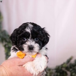 Tobby/Teddy Bear									Puppy/Male	/10 Weeks,Meet Tobby, a handsome black Shichon boy with a lovable, affectionate personality! Tobby absolutely loves attention and enjoys being close to his people. Whether he’s getting cuddles, following you around, or simply soaking up some extra love, Tobby is happiest when he’s by your side.