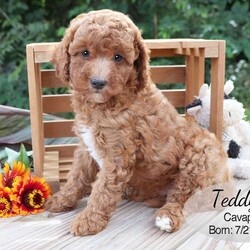 Teddy/Cavapoo									Puppy/Male	/8 Weeks,Teddy is a red male Cavapoo puppy with white markings on his head, chest and paws. He and his siblings are very well socialized and enjoy playing with our children. This sweet boy is looking for his forever home — could that be you?