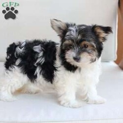 Cooper/Yorkie									Puppy/Male	/July 8th, 2026,Cooper is one of four in his litter, her approximate adult weight is 4 to 5 pounds.