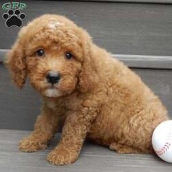 Louie/Mini Goldendoodle									Puppy/Male	/8 Weeks,Hi there!! My name is Louie and I would love to come home with you. I am sure with one look into my warm, sweet eyes and I’ll be sure I will have captured your heart already! I am very happy, playful and very kid friendly! I stand out above the rest with my curly red coat and my sweet teddy bear face! Full of personality and always ready to give amazing puppy kisses, I would love to fill your home with all of my puppy love! I have been vet checked and I am up to date on vaccinations and dewormings and I will also come with a 1-year guarantee with the option of extending it to a 3-year guarantee.  Shipping is available anywhere in the USA! My mother is Sandy, a sweet, loving 32# Mini Goldendoodle, and my father is Atlas, a 16# AKC mini poodle and he is genetic tested clear! That makes me an F1b mini goldendoodle and I will grow to approx. 20-25# and I will be hypoallergenic and nonshedding!! Why wait when you know I am meant to be yours? Call or text Martha to make me the newest addition to your family and get ready to spend a lifetime of tail wagging fun!   (7% sales tax on in home pickups) 