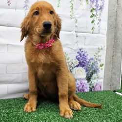Sheila/Golden Retriever/Female/