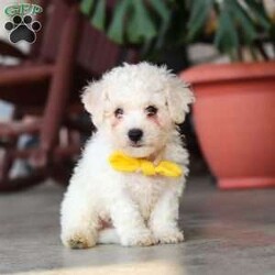 Rocky/Bichon Frise									Puppy/Male	/7 Weeks,Meet Rocky, an adorable AKC Bichon Frise puppy with a sweet personality, fluffy coat, and irresistible little face! Playful, affectionate, and curious, this lovable puppy enjoys exploring, playing with toys, and getting plenty of attention. With a gentle and happy nature, this little companion loves being around people and is sure to bring lots of love, fun, and cuddles to a forever home.