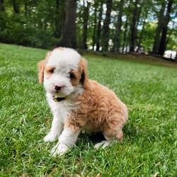 Hazel/Mini Bernedoodle									Puppy/Female	/August 5th, 2026,Meet our adorable bernedoodle puppy, Hazel! She is a sweetheart! Come meet Hazeĺ today and see that she may be the perfect fit for you! 