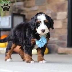 Ben/Mini Bernedoodle									Puppy/Male	/8 Weeks,Ben is a super sweet and friendly Mini Bernedoodle who is hard not to get attached to. He has a fun, playful personality and loves spending time with people. He enjoys exploring, playing, and getting plenty of attention, but he also has a gentle side and is always happy to settle down for some cuddles. Spend a little time with him and you’ll quickly see what a lovable little guy he is.