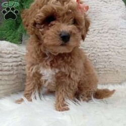 Willow/Bich-Poo									Puppy/Female	/8 Weeks,Meet Willow! An adorable Bichpoo puppy! She loves cuddles and all the attention!  She is up to date on vaccines, and deworming. And has had a clear vet check done.The momma to these babies is a beautiful Bichon weighing around 12 pounds. And the dad a beautiful Mini poodle weighing around 10 pounds. For more information call or text Mary Sue.  A $200 deposit will reserve her and is nonrefundable. 